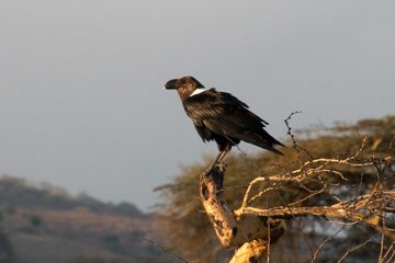 IMG_6686