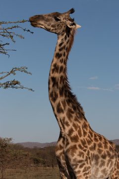 IMG_7262