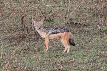 IMG_7312