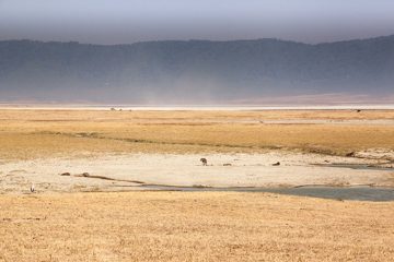 P-IMG_6462-2