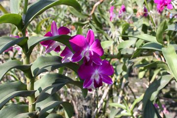 IMG_0225.jpg
