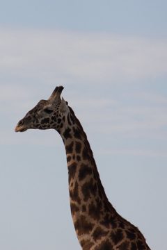 P-IMG_6865
