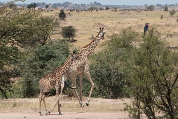 IMG_7599
