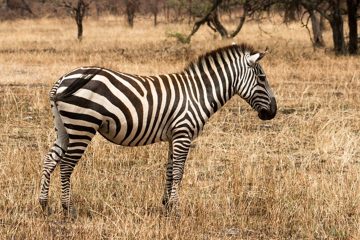 IMG_7174