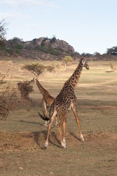 P-IMG_6565-2