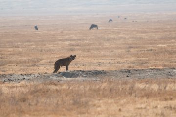 IMG_6374