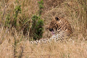 IMG_7132