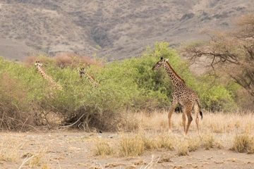 IMG_6855