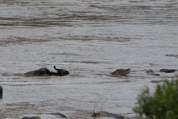 IMG_7706