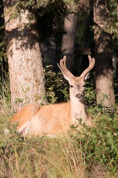 IMG_0434
