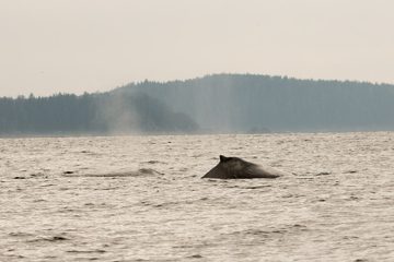 IMG_0743