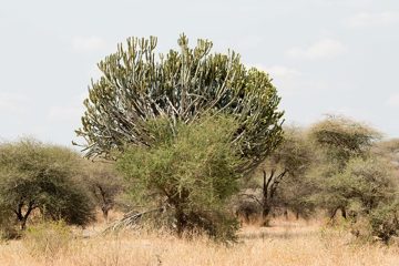 IMG_5932