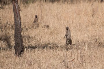 IMG_7340