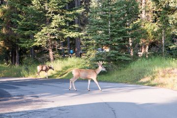 IMG_0418
