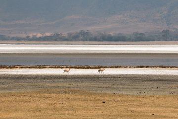 IMG_6260