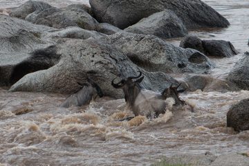 IMG_7382
