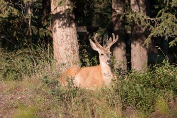IMG_0429