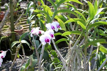 IMG_0241.jpg