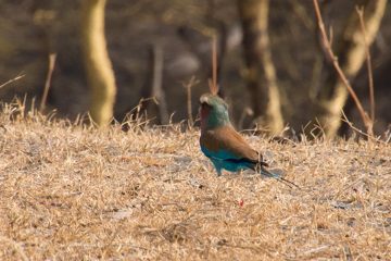 IMG_6674