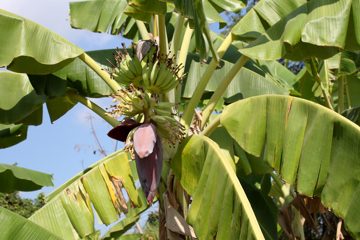 IMG_0216.jpg